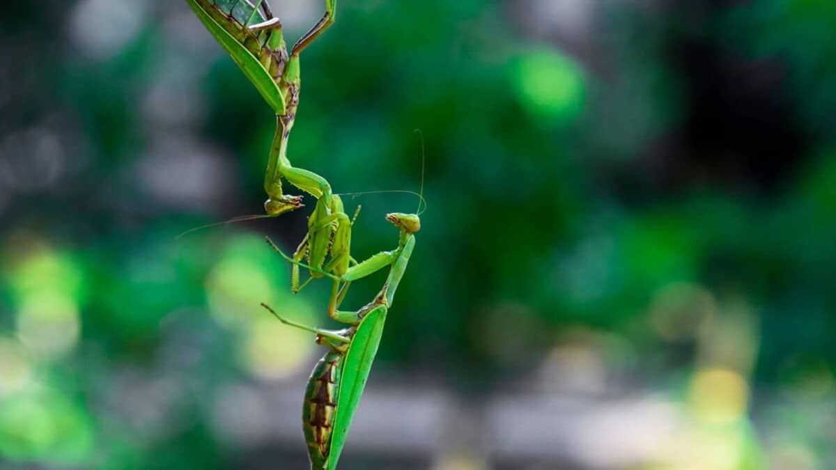 can-you-keep-praying-mantis-together-school-of-bugs