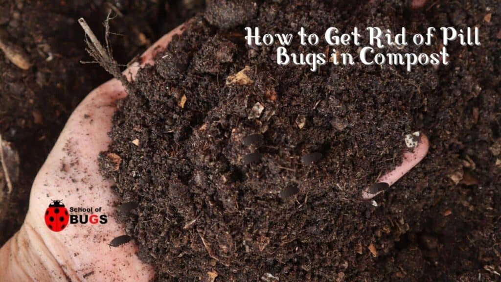 Composting Insects How to Get Rid of Pill Bugs in Compost – School Of Bugs