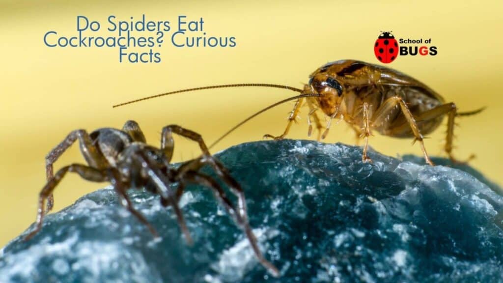 Do Spiders Eat Cockroaches? Curious Facts – School Of Bugs