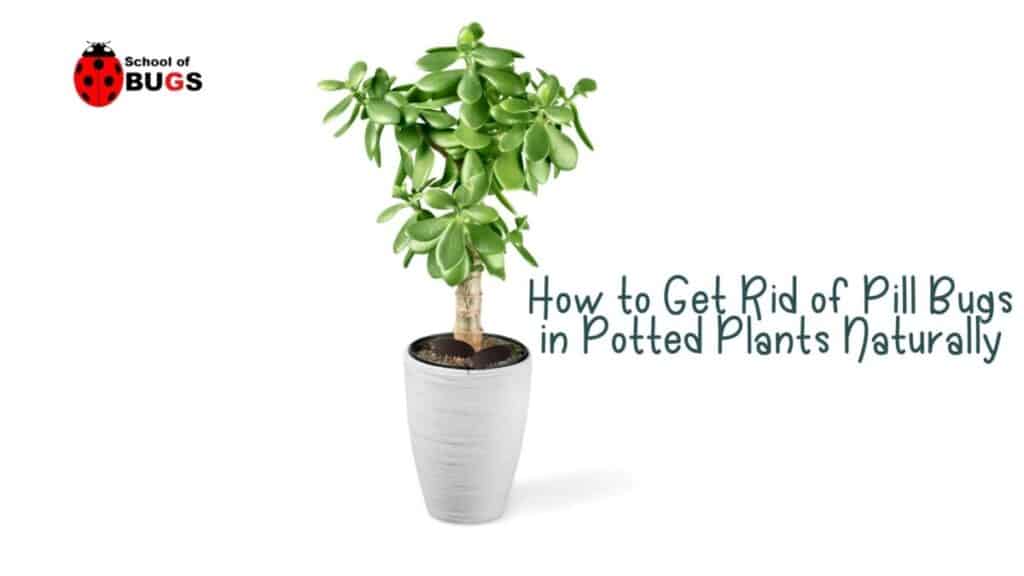 how-to-get-rid-of-pill-bugs-in-potted-plants-naturally-school-of-bugs