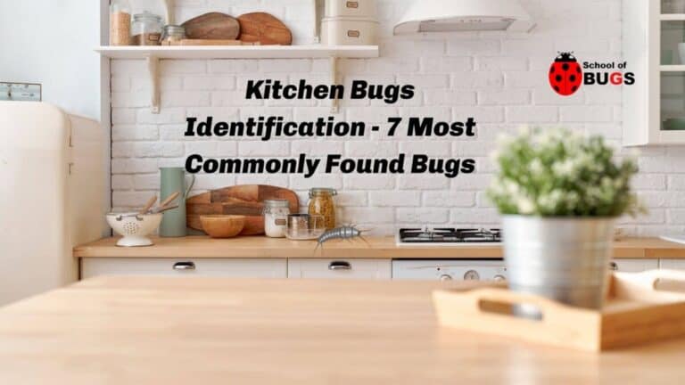 Small Insects In Kitchen Kitchen Bugs Identification – 7 Most Commonly Found Bugs – School Of Bugs