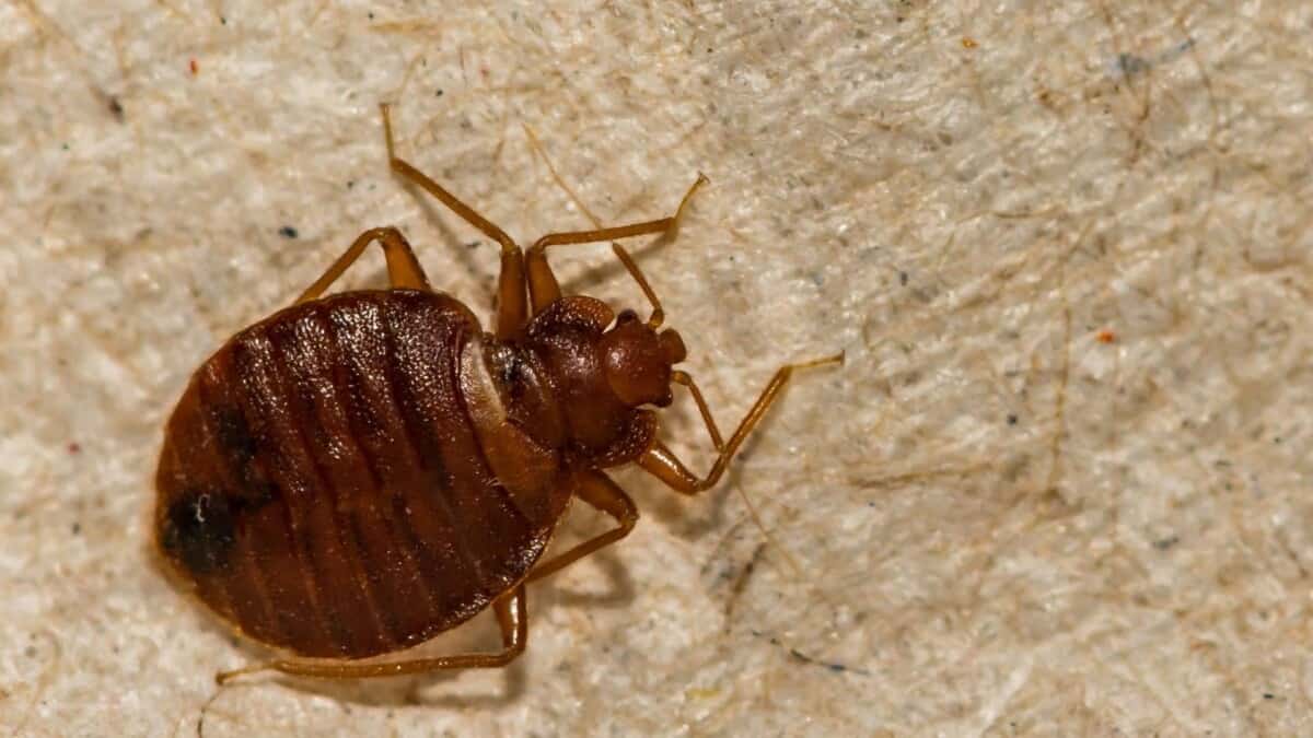 Cockroaches That Look Like Bed Bugs – 3 Common Examples – School Of Bugs