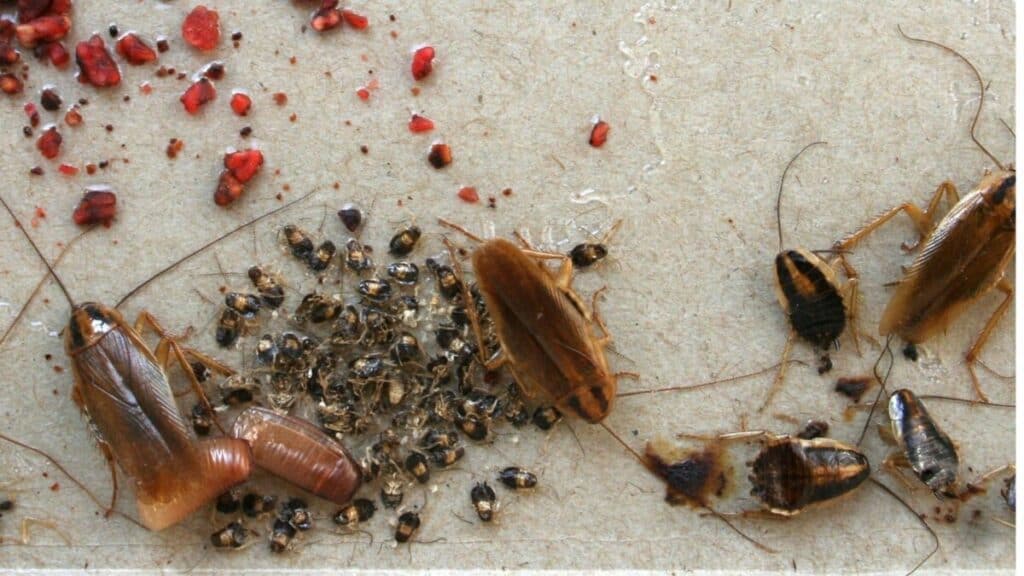 How Often Do Cockroaches Reproduce? – School Of Bugs