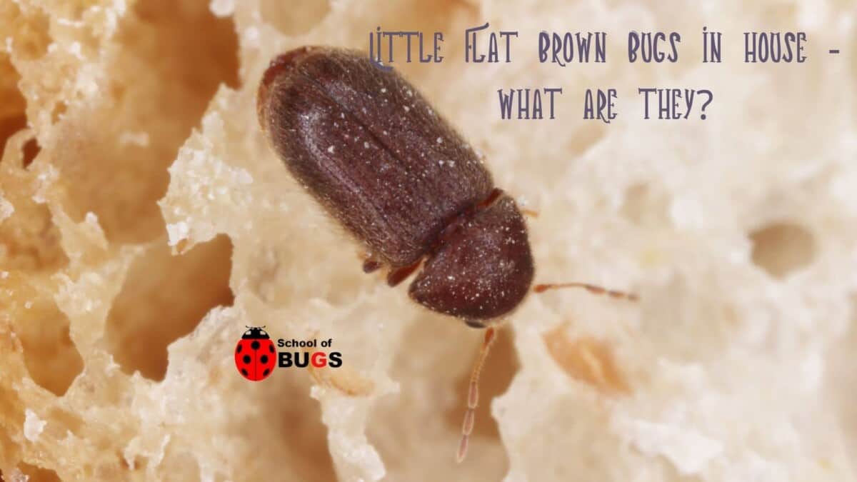 Little Flat Brown Bugs in House – What Are They? – School Of Bugs