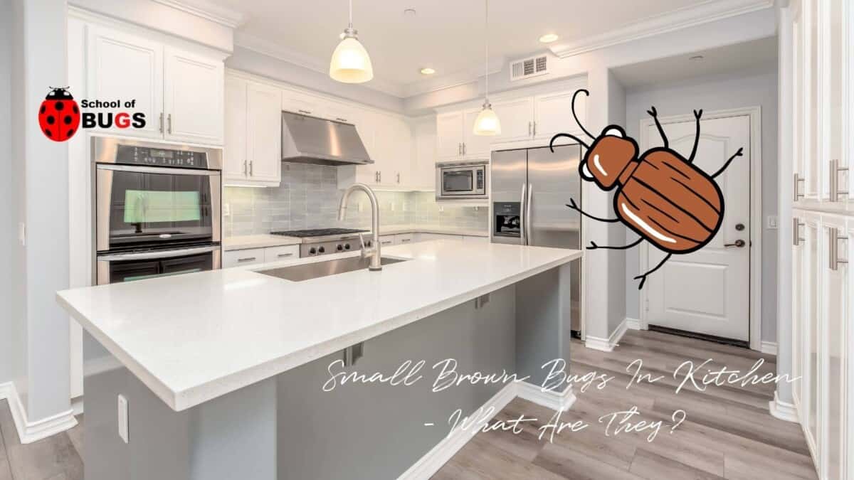 Small Insects In Kitchen Small Brown Bugs In Kitchen – What Are They? – School Of Bugs