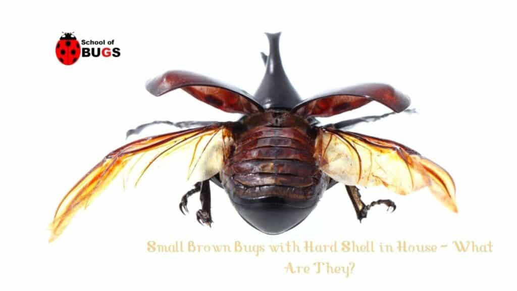 Small Brown Bugs with Hard Shell in House – What Are They? – School Of Bugs