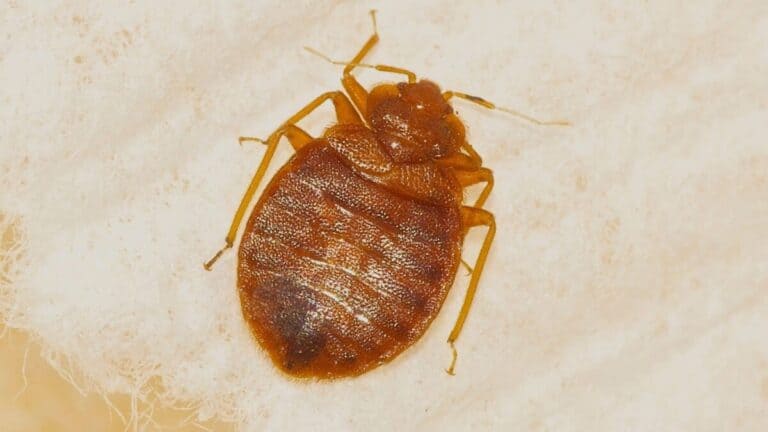 Little Flat Brown Bugs in House – What Are They? – School Of Bugs
