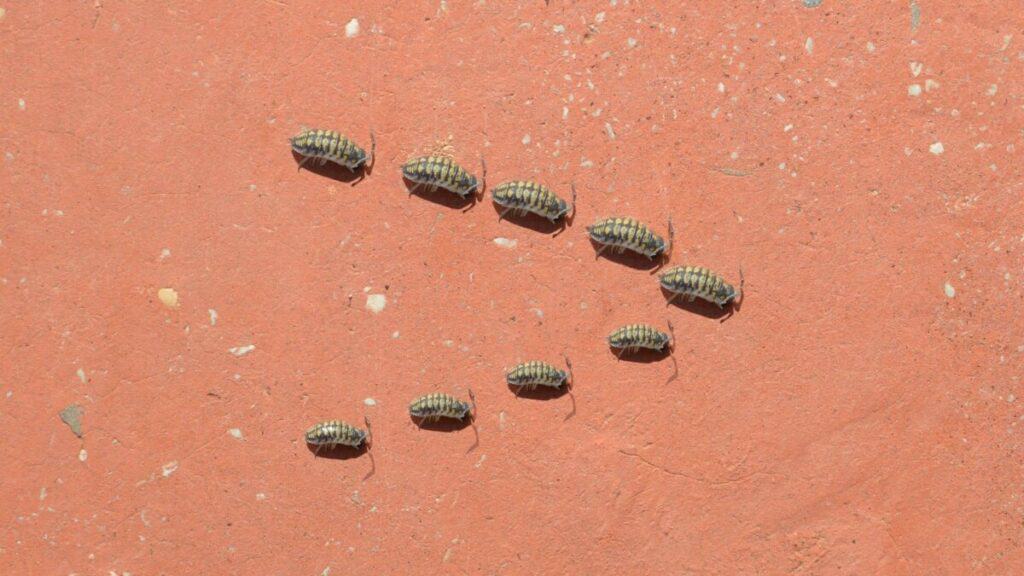 Tiny Grey Bugs In My House What Are They School Of Bugs   Pill Bugs 1024x576 