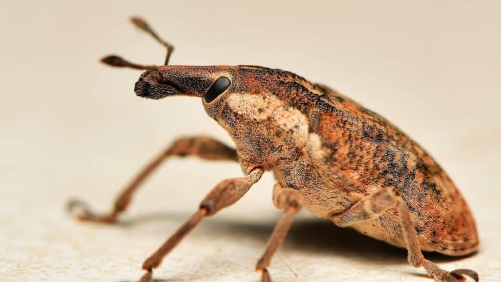 Little Flat Brown Bugs in House – What Are They? – School Of Bugs