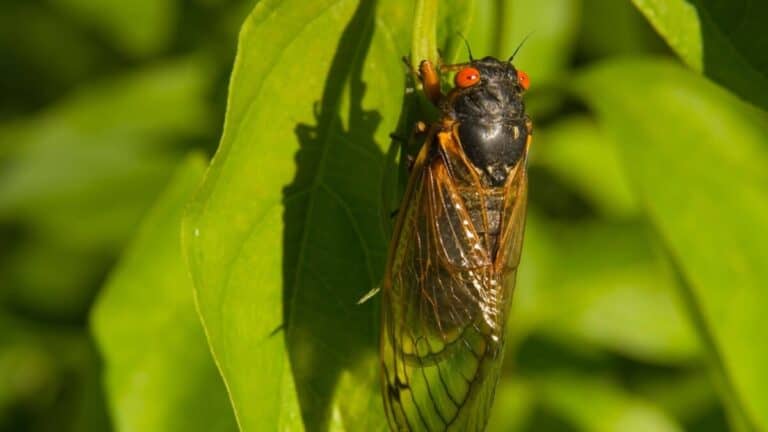 Do Dead Cicadas Attract More Cicadas? – School Of Bugs