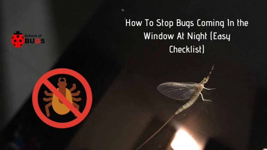 how-to-stop-bugs-coming-in-the-window-at-night-easy-checklist