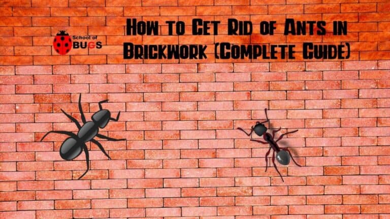 How To Get Rid Of Ants In Brickwork Complete Guide School Of Bugs   How To Get Rid Of Ants In Brickwork Complete Guide 768x432 