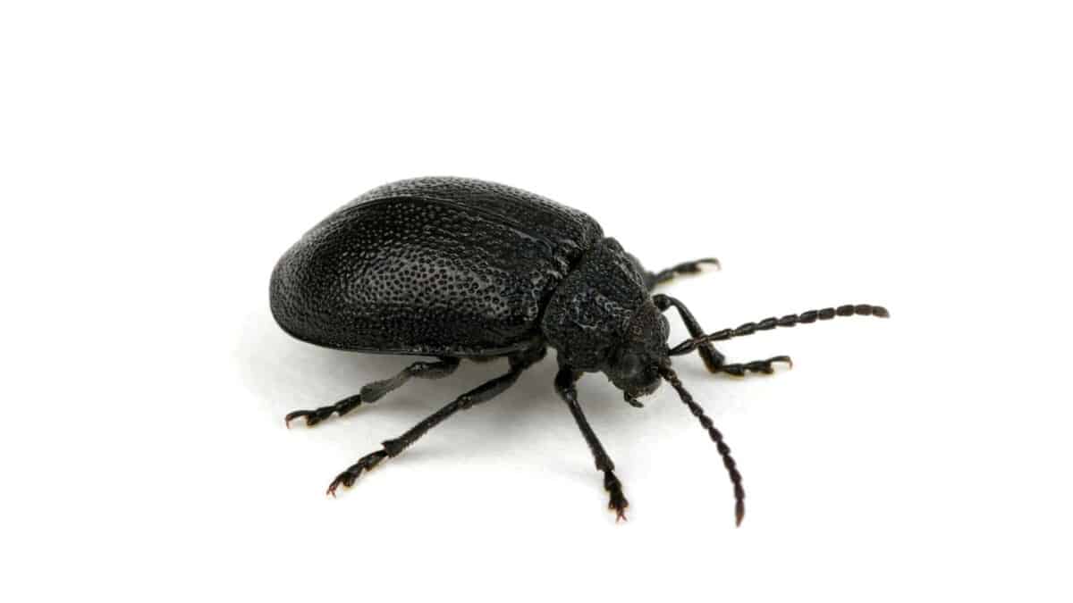 Black Rug Bug What Bug Looks Like a Black Dot? – School Of Bugs