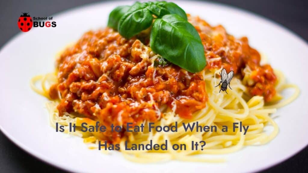 Is It Safe to Eat Food When a Fly Has Landed on It? – School Of Bugs
