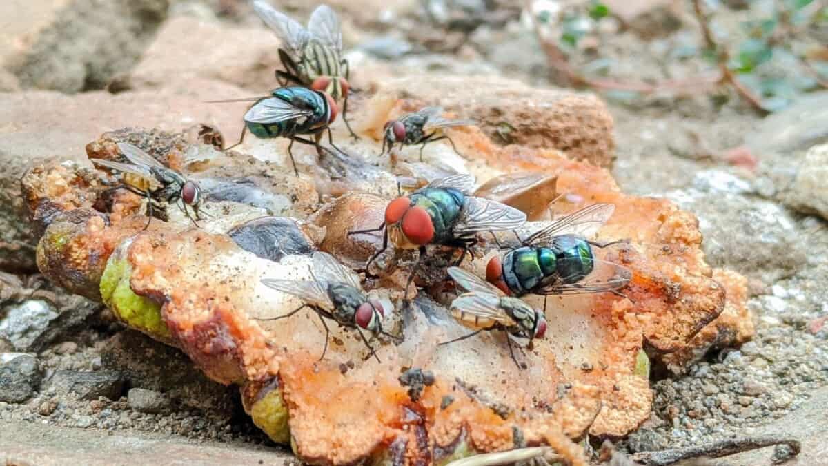 Is It Safe to Eat Food When a Fly Has Landed on It? School Of Bugs