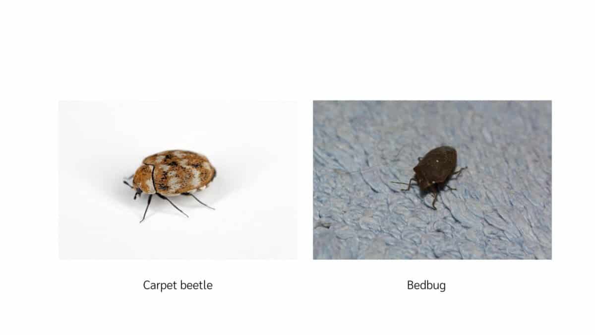 Carpet Beetles In Your Bedroom?! – School Of Bugs