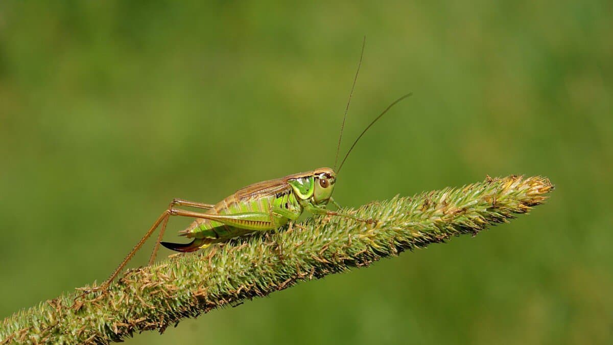 are-crickets-harmful-to-plants-school-of-bugs