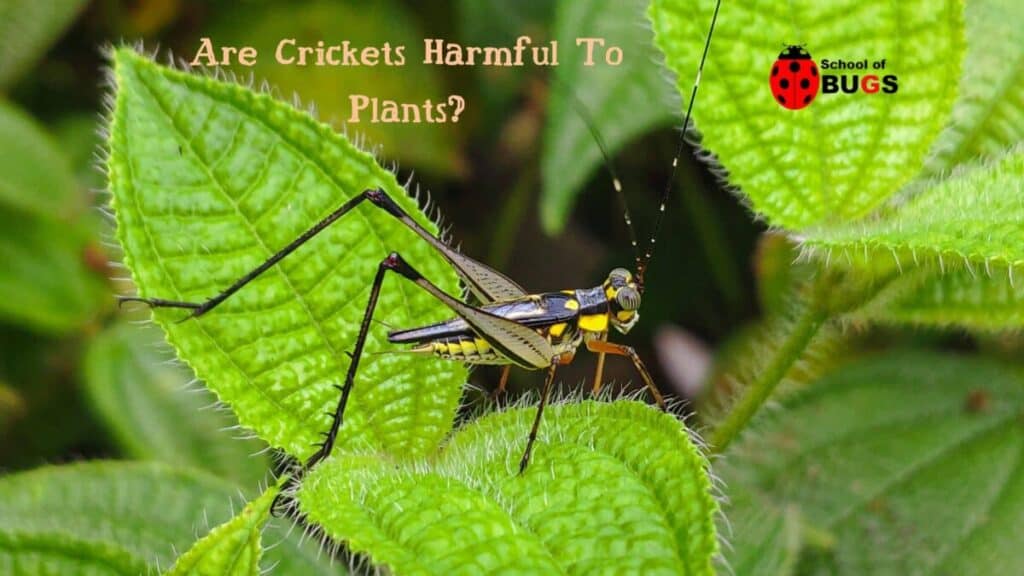 Are Crickets Harmful To Plants? – School Of Bugs