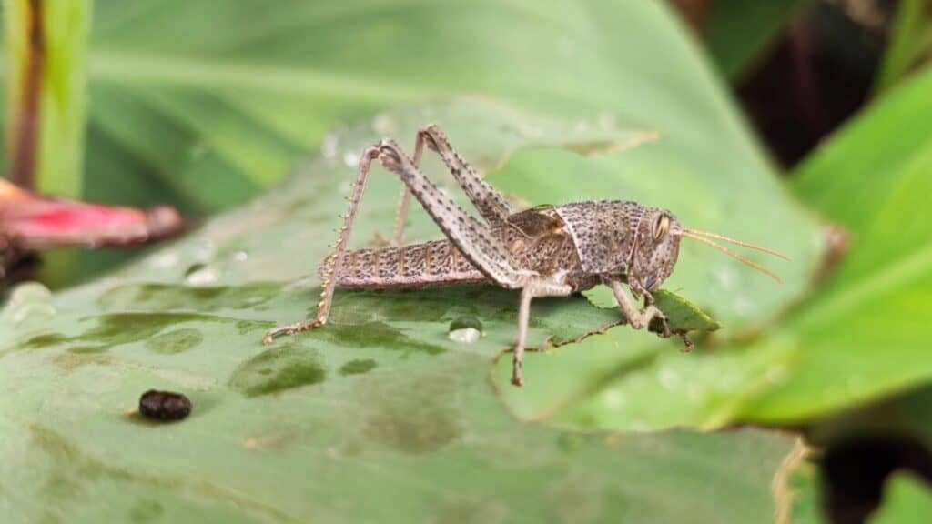 Are Crickets Harmful To Plants? – School Of Bugs