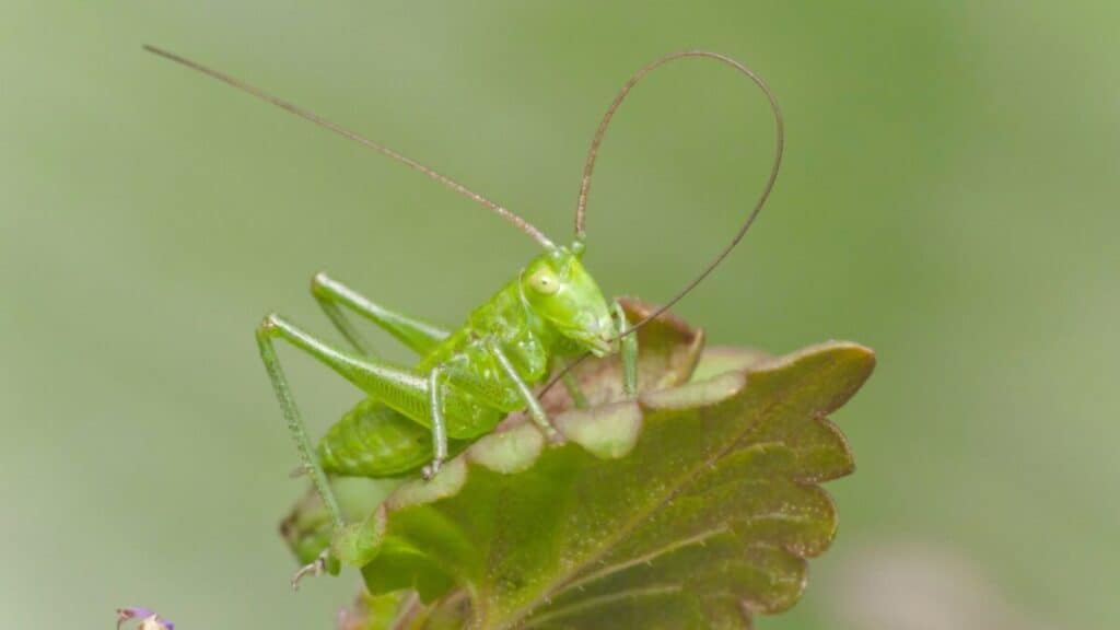 Are Crickets Harmful To Plants? – School Of Bugs