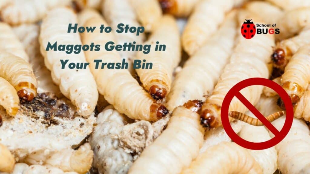 How To Stop Maggots Getting In Your Trash Bin Min 1024x576 