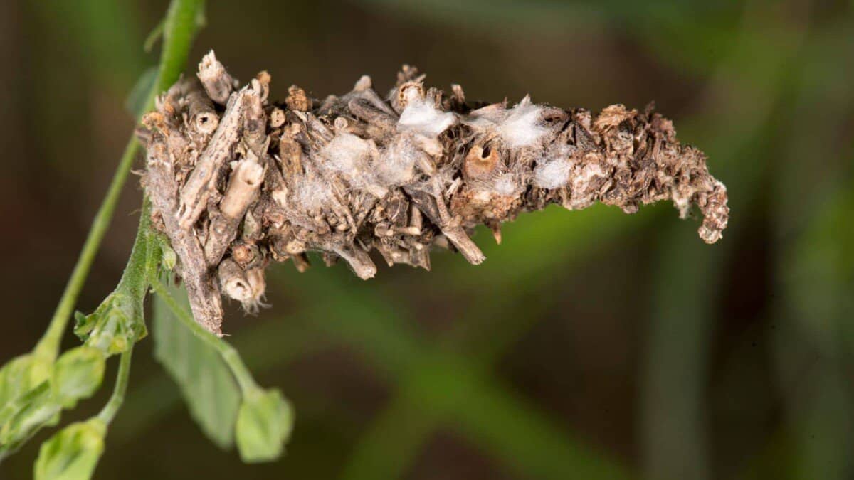 How To Get Rid Of Tiny Grey Bugs In My House And What Are They School Of Bugs