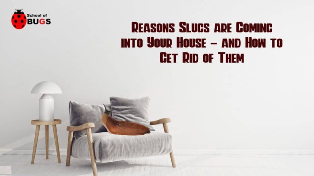 Reasons Slugs Are Coming Into Your House And How To Get Rid Of Them   Reasons Slugs Are Coming Into Your House And How To Get Rid Of Them Min 1 1024x576 