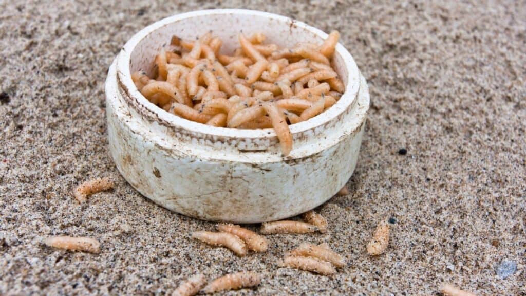 how-to-stop-maggots-getting-in-your-trash-bin-school-of-bugs