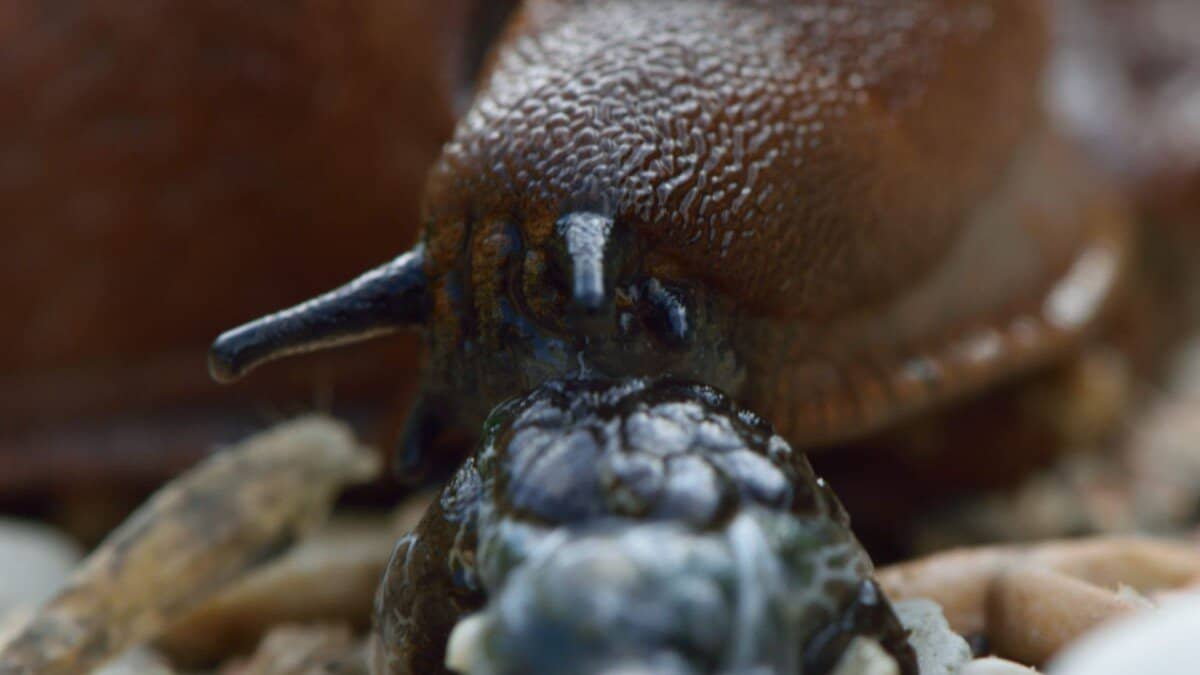 Decomposing Slug What Are Slugs Attracted to? 10 Common Things in Your Home – School Of Bugs