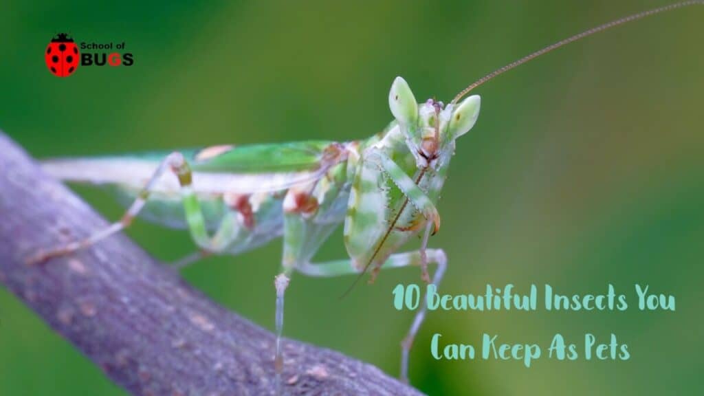 10 Beautiful Insects You Can Keep As Pets Min 1024x576 