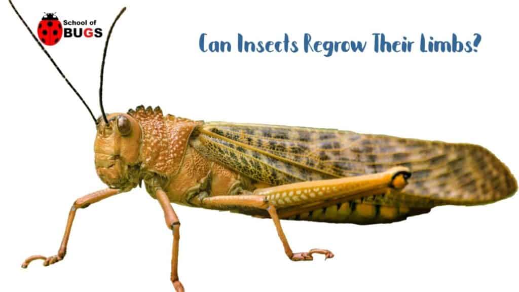 Can Insects Regrow Their Limbs? – School Of Bugs