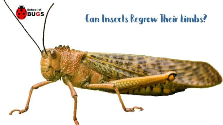 Can Insects Regrow Their Limbs? – School Of Bugs