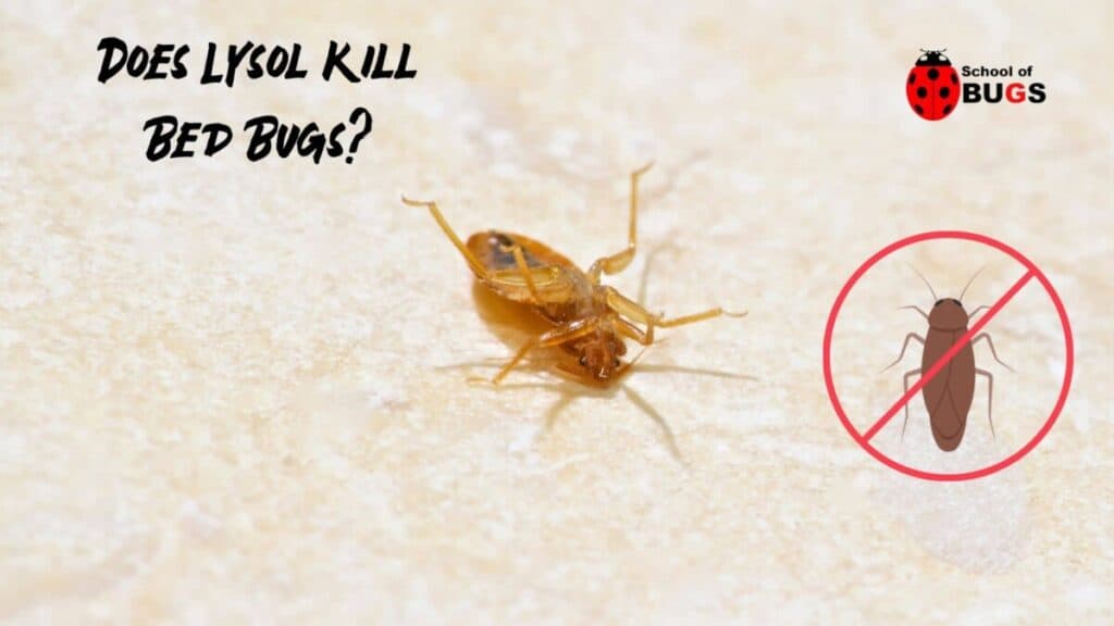 does-lysol-kill-bed-bugs-school-of-bugs