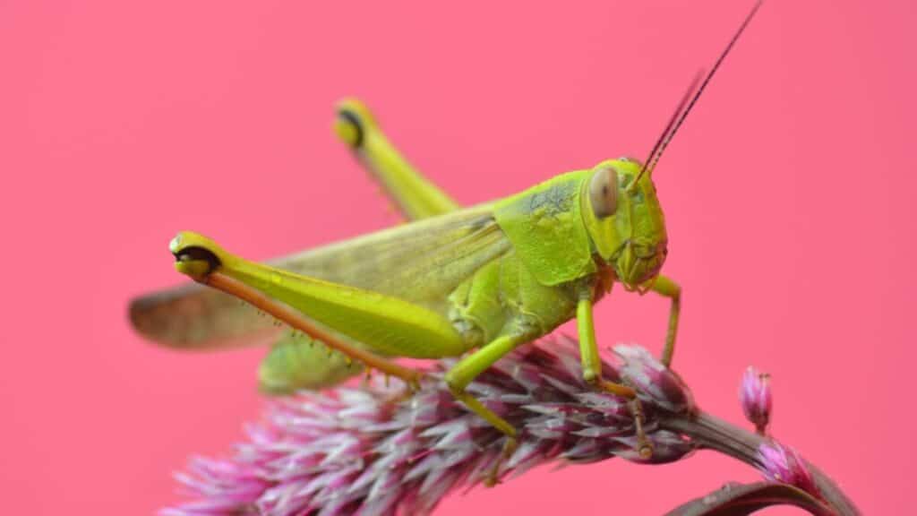 Can Insects Regrow Their Limbs? – School Of Bugs