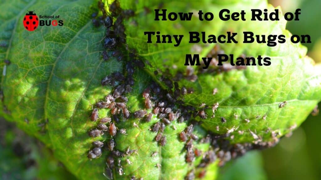 How To Get Rid Of Tiny Black Bugs On My Plants Min 1024x576 