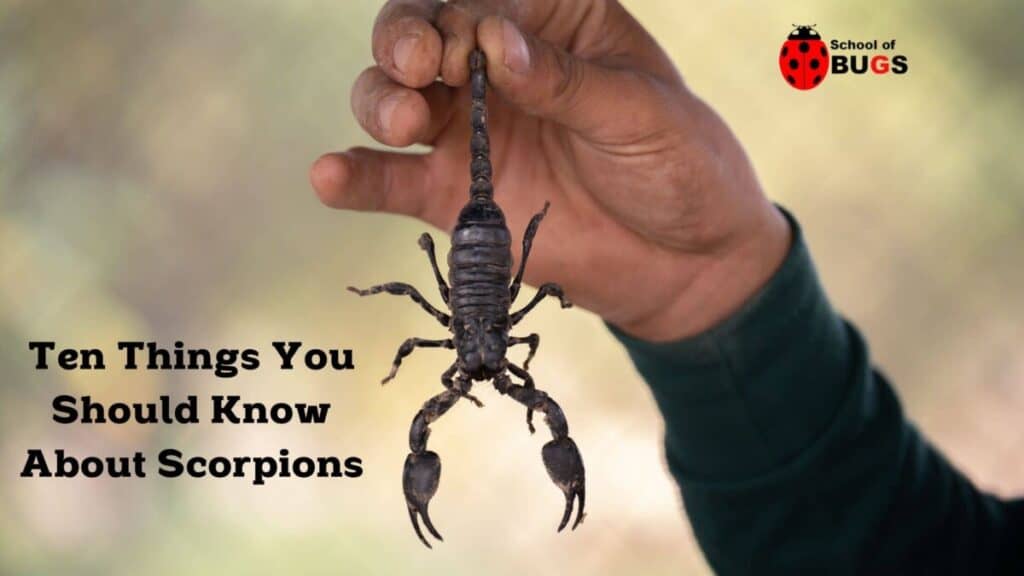 Ten Things You Should Know About Scorpions School Of Bugs