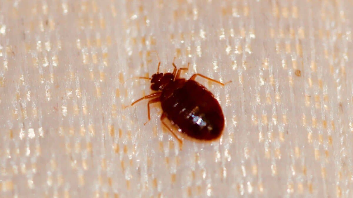 Does Lysol Kill Bed Bugs? – School Of Bugs