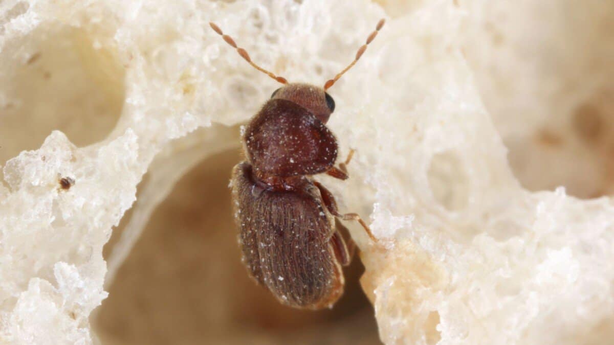 Why Are Biscuit Beetles In Your Kitchen? School Of Bugs