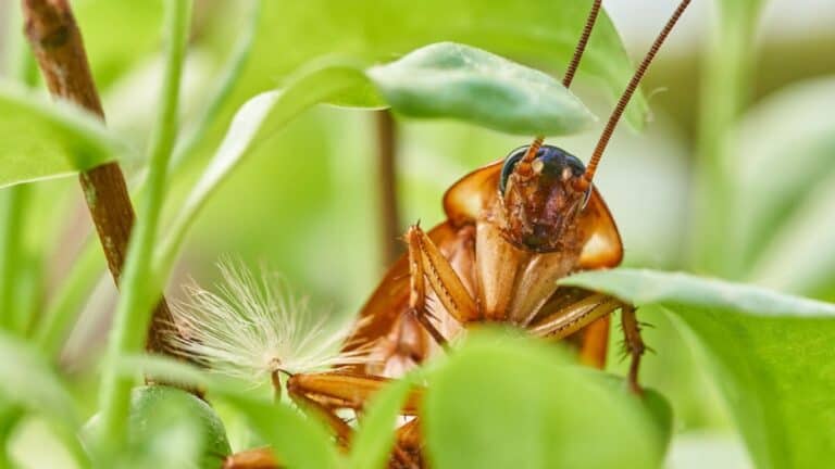 What Bugs Does Lavender Repel? – School Of Bugs