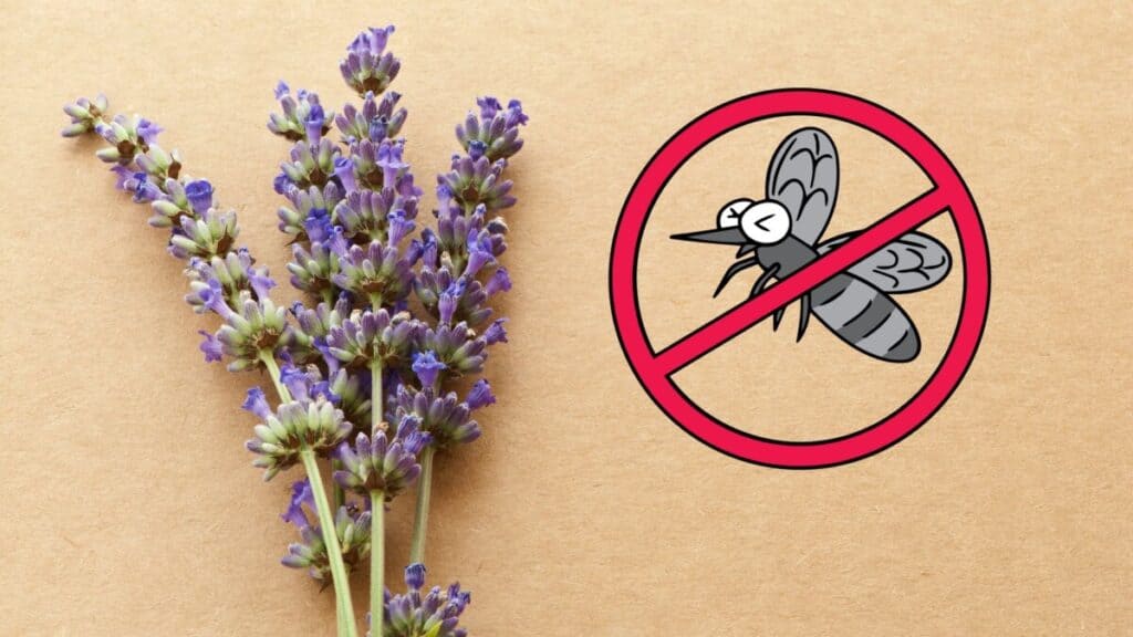 what-bugs-does-lavender-repel-school-of-bugs