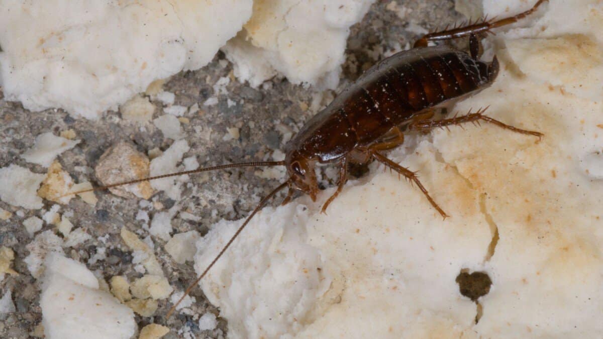 Ten Things You Should Know About Cockroaches – School Of Bugs