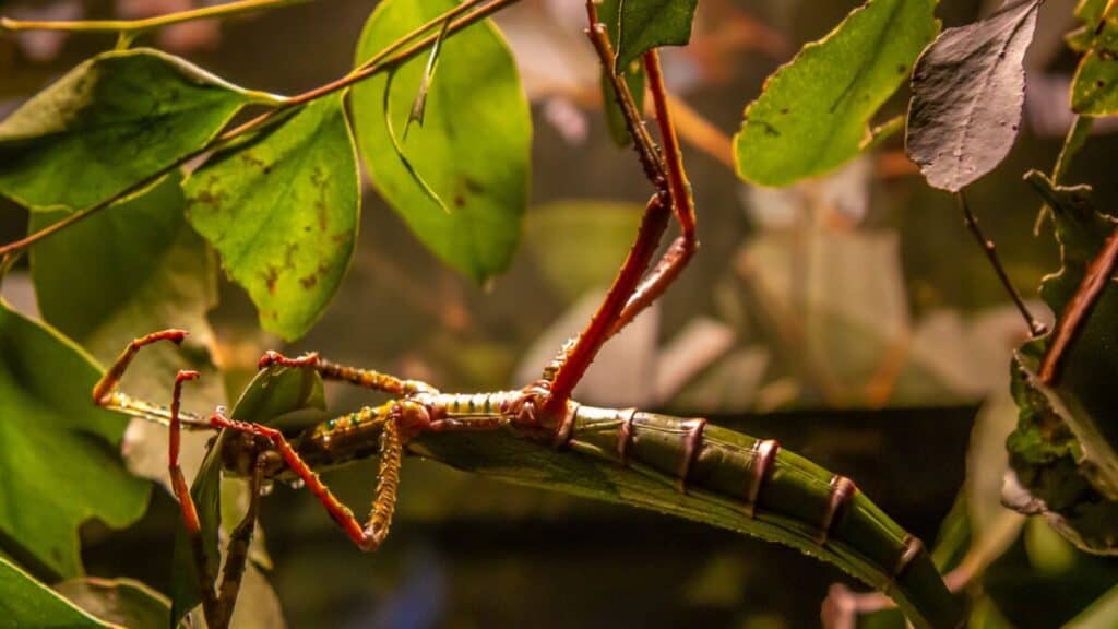 Can Insects Regrow Their Limbs? – School Of Bugs