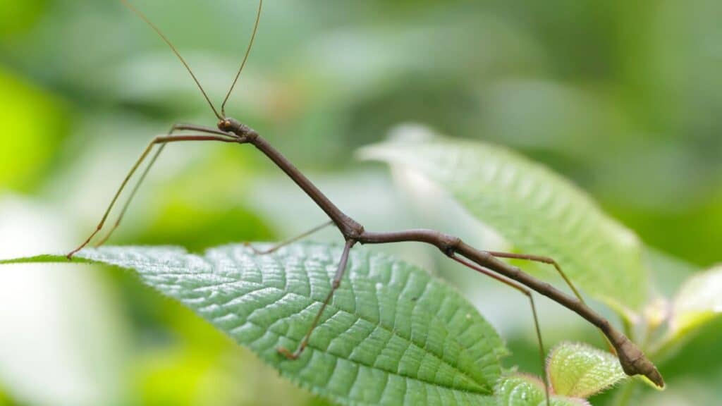 Can Insects Regrow Their Limbs? – School Of Bugs