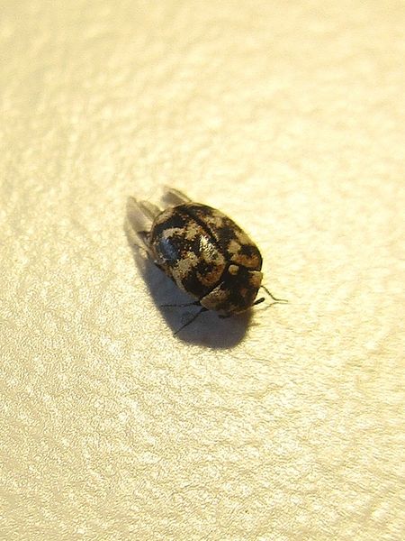 Tiny Black Bugs in House Near Window: How to Get Rid of Them