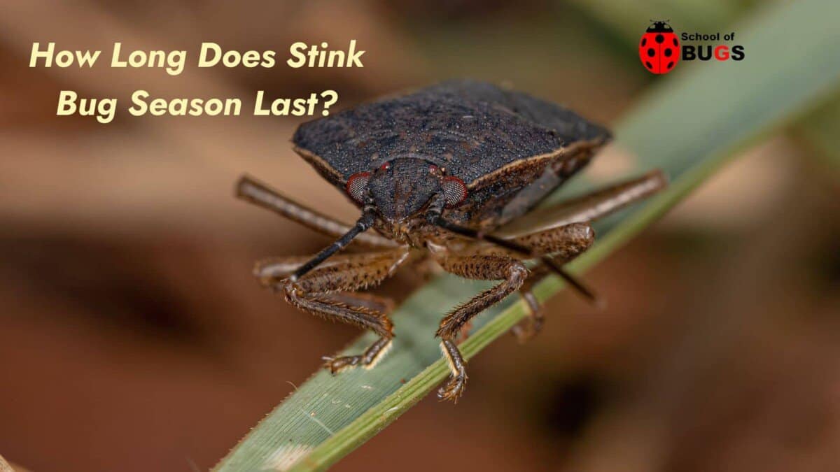 How Long Does Stink Bug Season Last? School Of Bugs