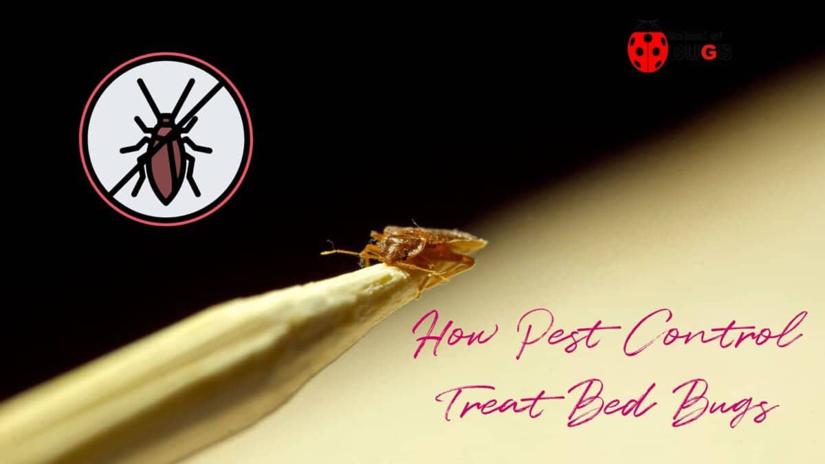 How Pest Control Treat Bed Bugs – School Of Bugs