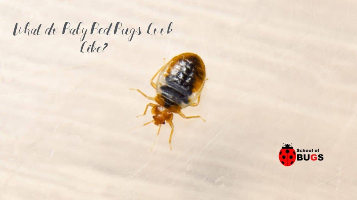 What Do Baby Bed Bugs Look Like? – School Of Bugs