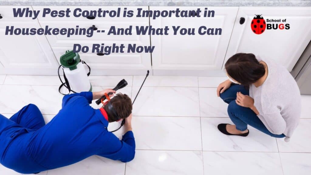 Why Pest Control Is Important In Housekeeping — And What You Can Do Right Now School Of Bugs