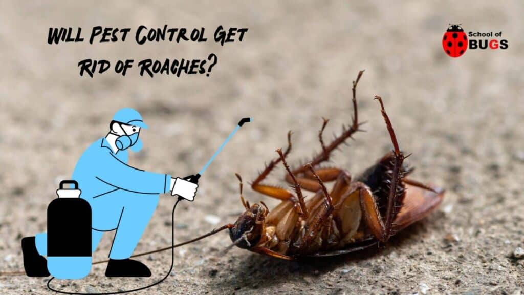 Will Pest Control Get Rid Of Roaches School Of Bugs   Will Pest Control Get Rid Of Roaches 1 1024x576 