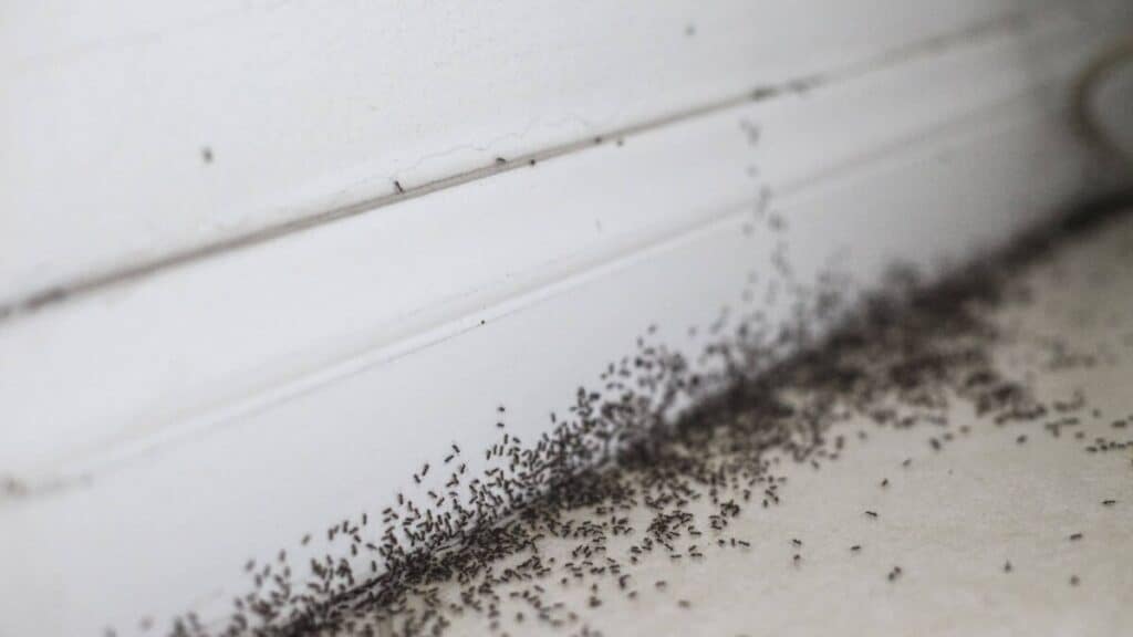 Tiny Black Bugs in Bathroom NO WINGS: What They Are and What to Do! –  School Of Bugs